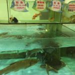 Redmountain BBQ Erkelenz Redmountain BBQ goes China Fische 21.02.2017.JPG